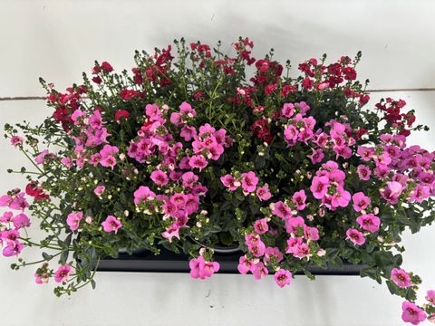 Diascia MIX