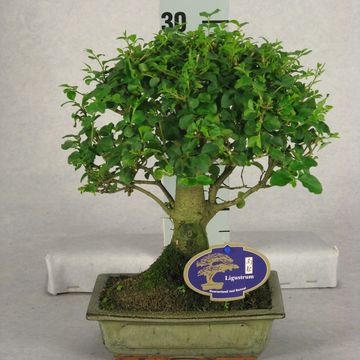 Bonsai MIX