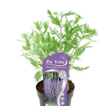 Perovskia 'Blue Spire'