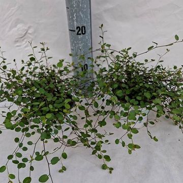 Muehlenbeckia complexa