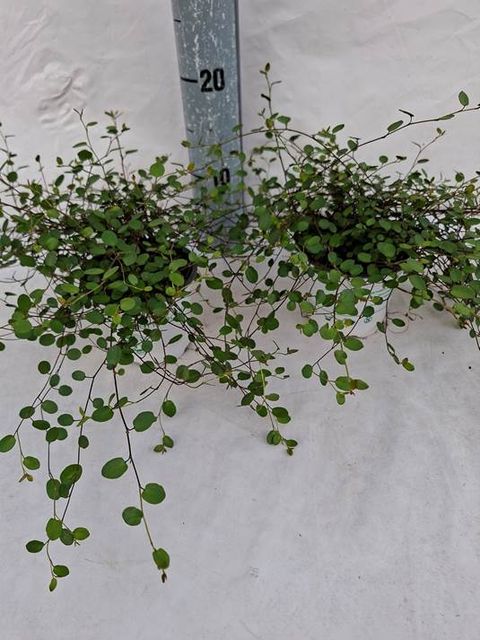Muehlenbeckia complexa