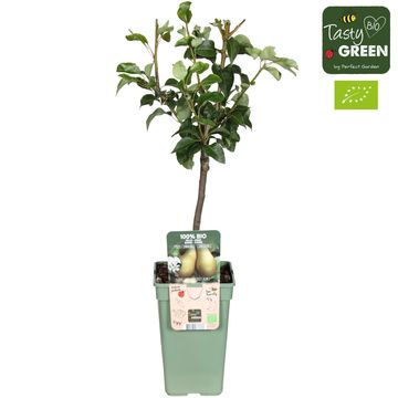 Pyrus communis 'Conference'