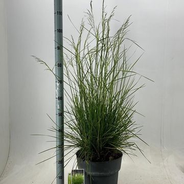 Deschampsia cespitosa 'Tardiflora'