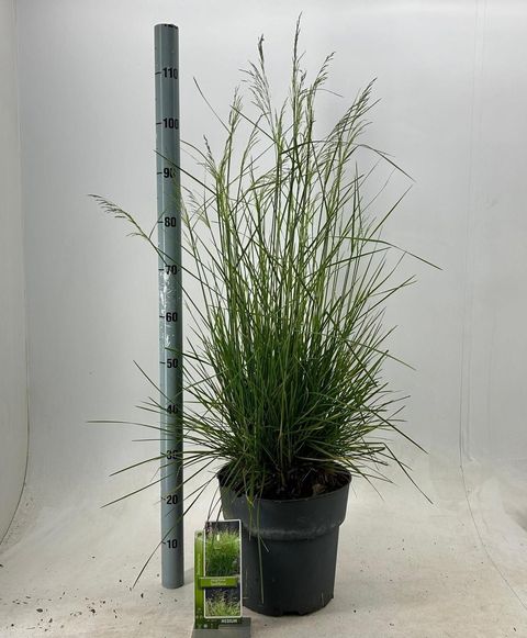 Deschampsia cespitosa 'Tardiflora'