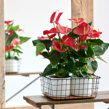 Anthurium KARMA RED