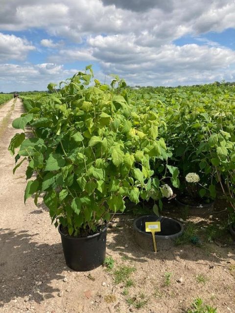 Hydrangea arborescens 'Annabelle'