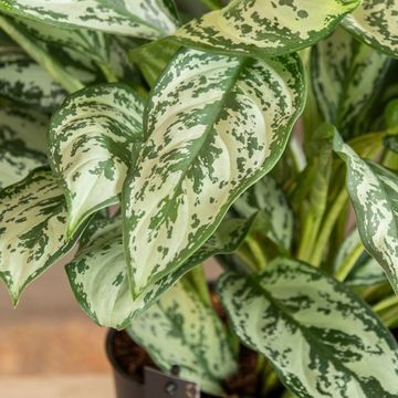 Aglaonema 'Laurel Green'