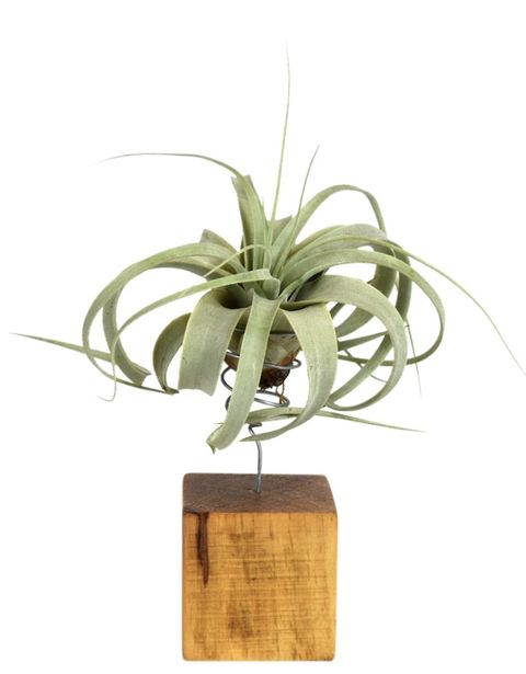 Tillandsia xerographica