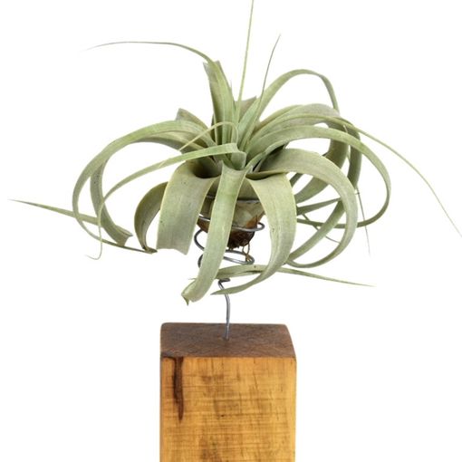 Tillandsia xerographica