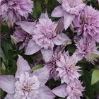 Clematis MULTI PINK (LL)