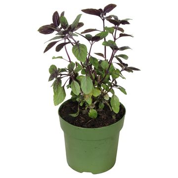 Ocimum basilicum 'Magic Blue'