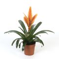 Vriesea 'Energy'