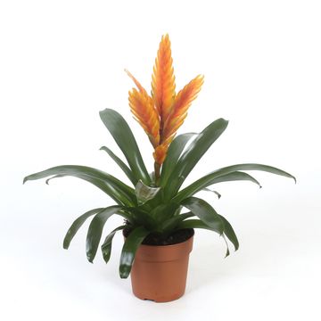 Vriesea 'Energy'