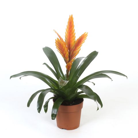 Vriesea 'Energy'