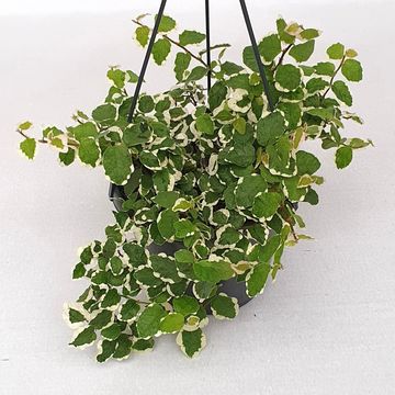 Ficus pumila 'Sunny'