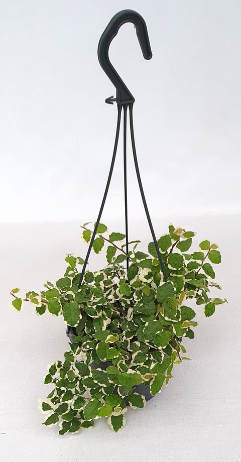 Ficus pumila 'Sunny'