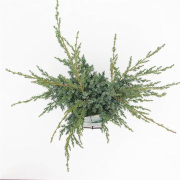 Juniperus chinensis 'Blue Alps'