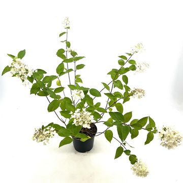 Hydrangea paniculata 'Grandiflora'
