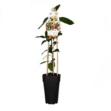 Citrus sinensis 'Orangin'