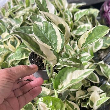 Epipremnum pinnatum N'JOY