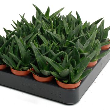 Haworthia pentagona