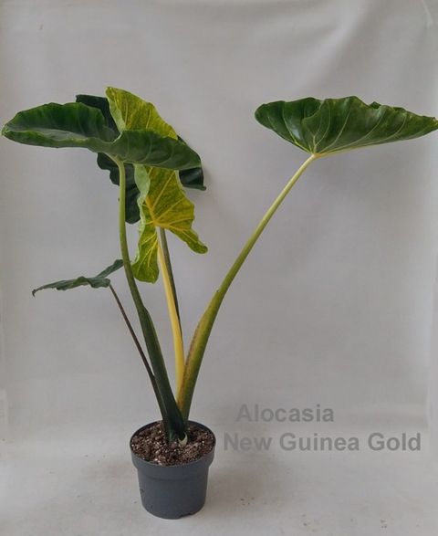 Alocasia 'New Guinea Gold'