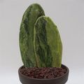 Opuntia cochinellifera 'Variegata'