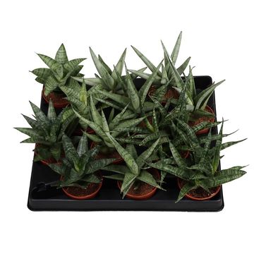 Sansevieria MIX