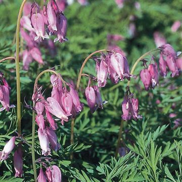 Dicentra formosa