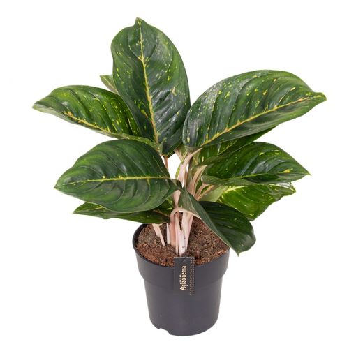 Aglaonema 'Spring Red Green'