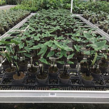 Alocasia 'Black Zebrina'