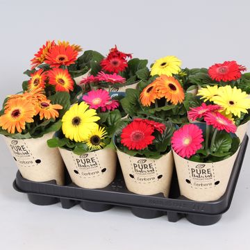 Gerbera MIX