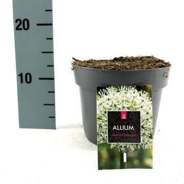 Allium stipitatum 'Mount Everest'