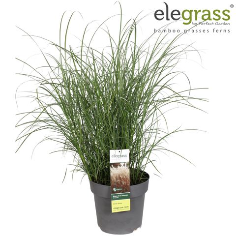 Miscanthus sinensis 'Graziella'