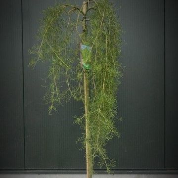 Caragana arborescens 'Walker'