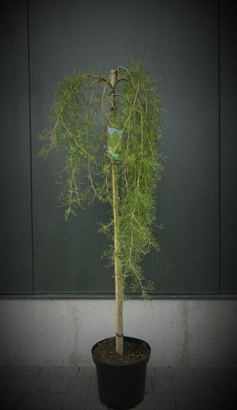 Caragana arborescens 'Walker'