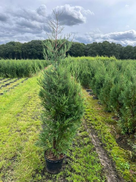 x Cupressocyparis leylandii 'Tweeduizendéén'