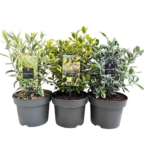 Euonymus japonicus MIX