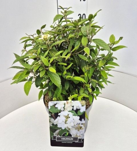 Viburnum plicatum 'Watanabe'