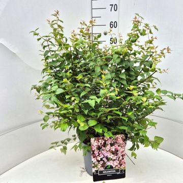 Kolkwitzia amabilis