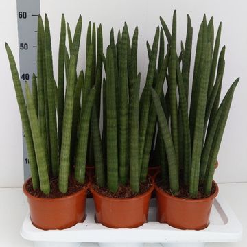 Sansevieria cylindrica 'Wave'