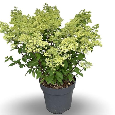 Hydrangea paniculata BOBO