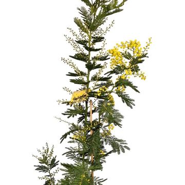 Acacia dealbata