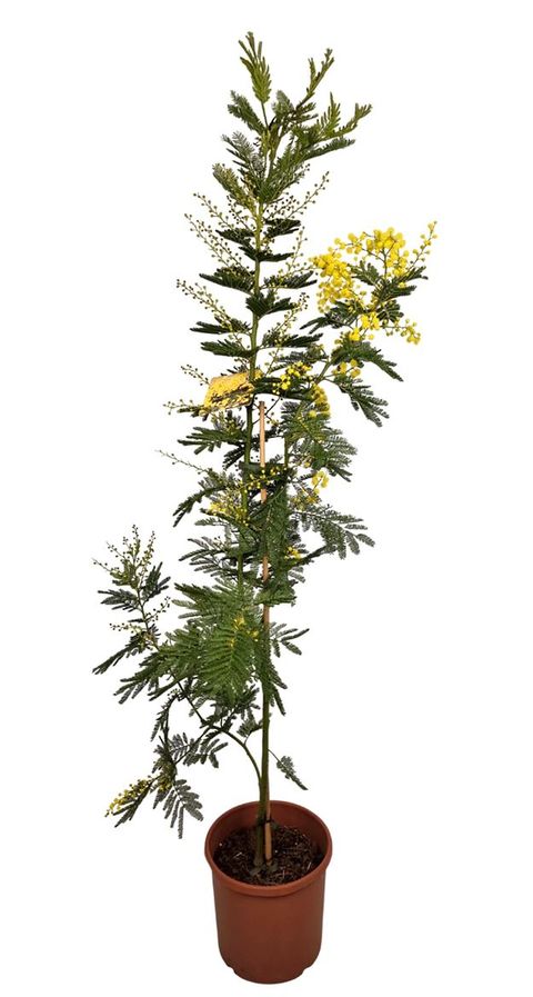 Acacia dealbata