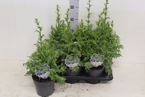 Polemonium caeruleum BRISE D'ANJOU