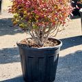 Enkianthus perulatus