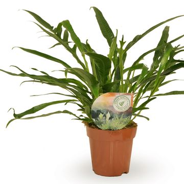 Aglaomorpha coronans 'Jim'