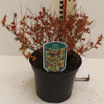 Spiraea japonica MAGIC CARPET
