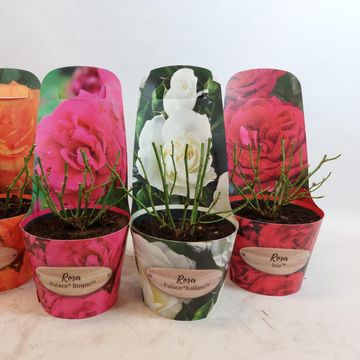 Rosa PALACE MIX