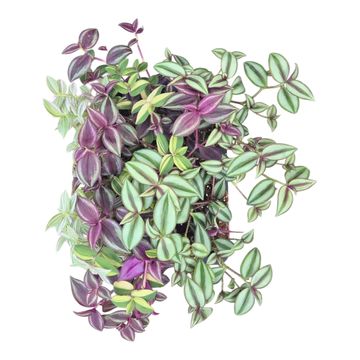 Tradescantia MIX
